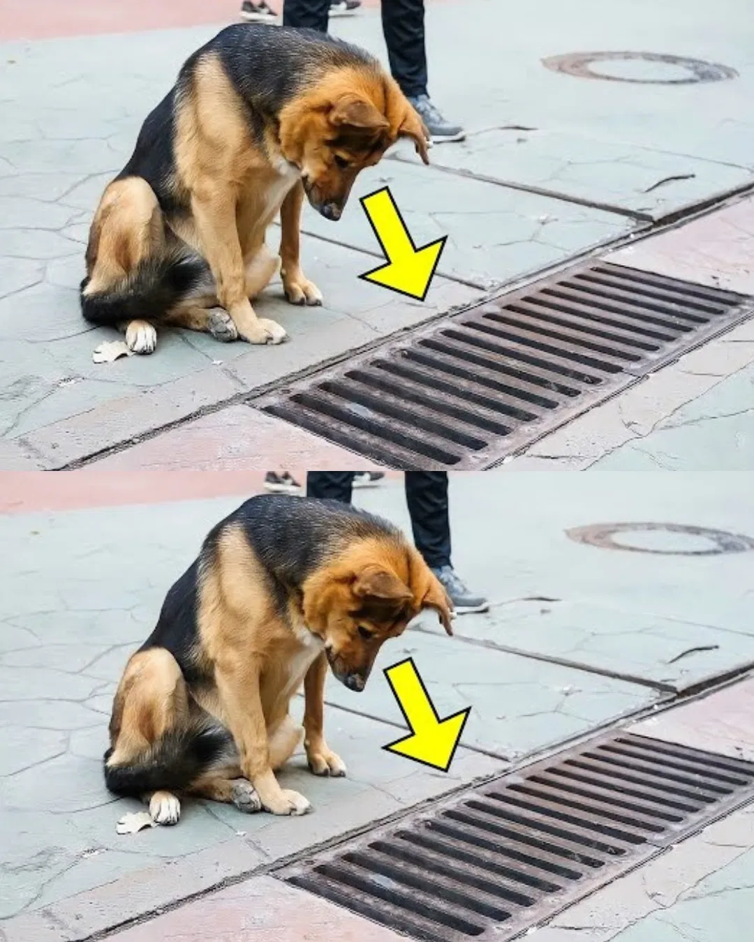 The Dog Looked Into The Storm Drain Every Day, And When It Was Opened – PEOPLE Were Sh0cked!